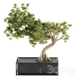 Indoor plant bonsai plant